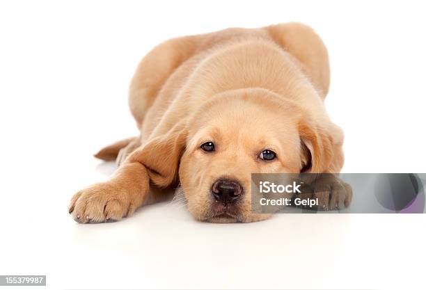 Bellissimo Cucciolo Labrador Retriever - Fotografie stock e altre immagini di Animale - Animale, Animale da compagnia, Animale domestico