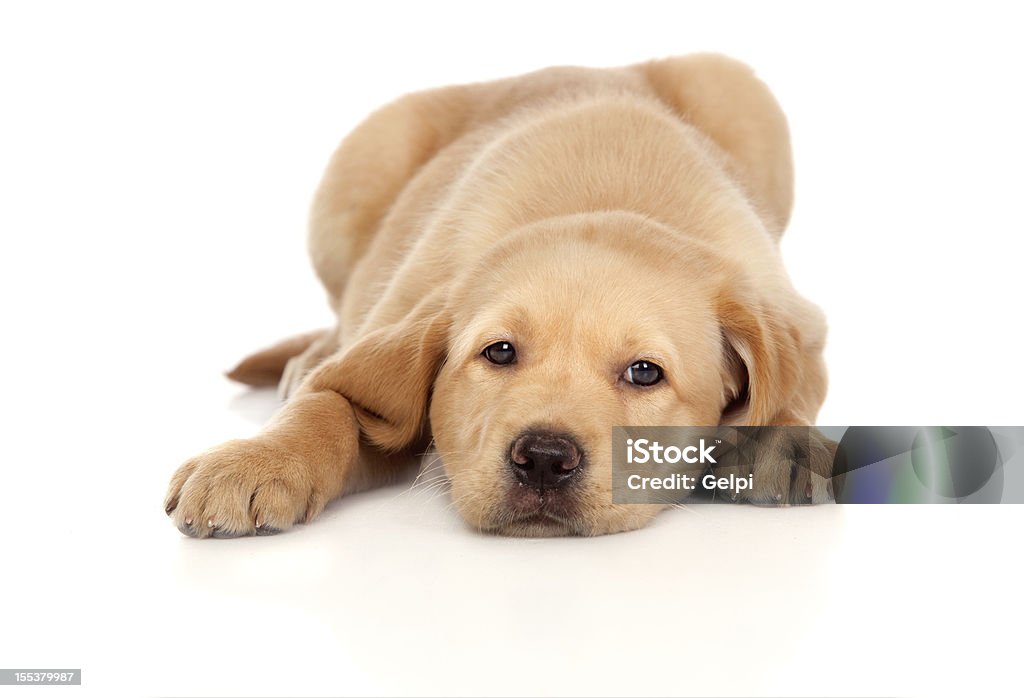 美しいラブラドールレトリバー子犬 - カットアウトのロイヤリティフリーストックフォト