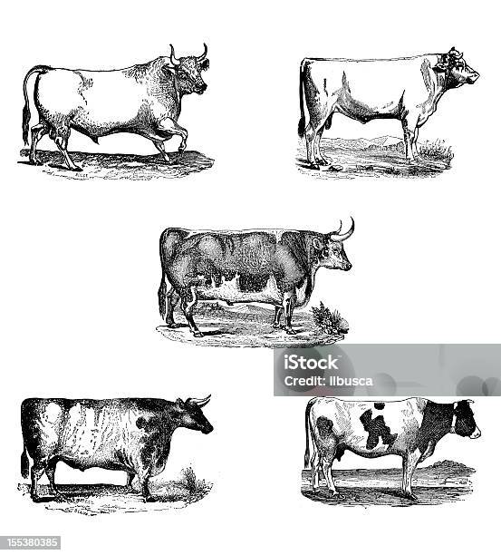 Ancienne Collection De Gravures Bull Vecteurs libres de droits et plus d'images vectorielles de Vache - Vache, Gravure, Objet gravé