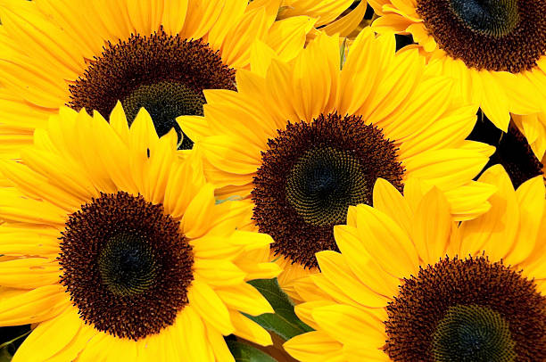 istock Pike Place Sunflowers 155380481