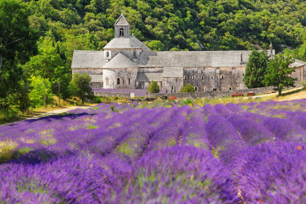 istock Abbey with blooming lavender field 155380484