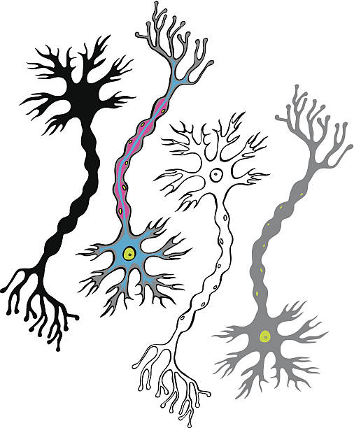 Multipolar Neuron Icon 180+ Multipolar Neuron Stock Illustrations, Royalty-Free Vector ...