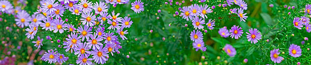 Autumn Smooth Aster flowers - panoramic (V) stock photo