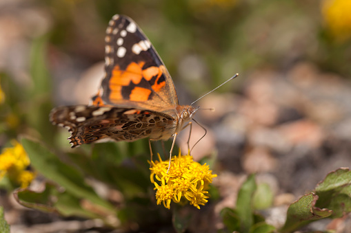 Sipping nectar, a colorful painted lady butterfly enjoys the yellow flowers of the alpine goldenrod on the side of Mount Evans, Colorado near 10,000 feet in elevation.