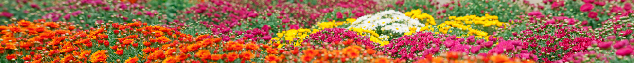 Close up image of Common Garden Mums. This is multi-image file.