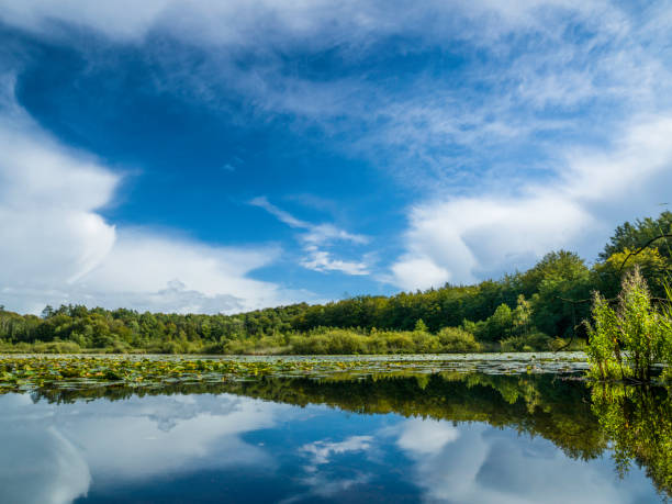 moody sky over lake in a forest. 