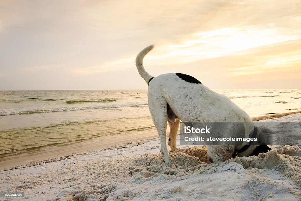 Dog Searching on Beach A Pointer mixed dog digging hole at beach searching for crabs. Dog Stock Photo
