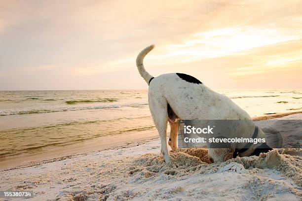 Dog Searching On Beach Stock Photo - Download Image Now - Dog, Digging, Searching