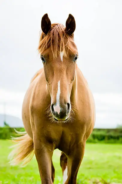 Photo of equine beauty
