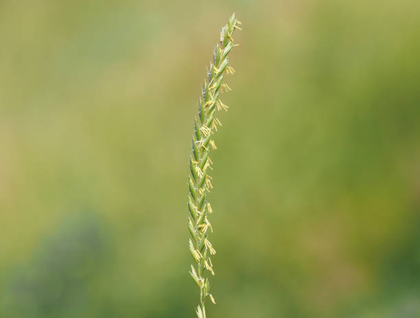 Blooming spike of couch grass, Elymus repens Blooming spike of couch grass on a green meadow in summer, Elymus repens elymus stock pictures, royalty-free photos & images