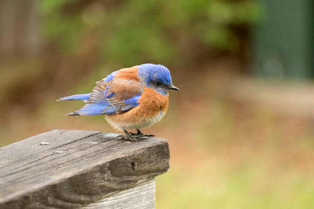 istock Western bluebird perches on back yard deck Littleton Colorado 1553811631