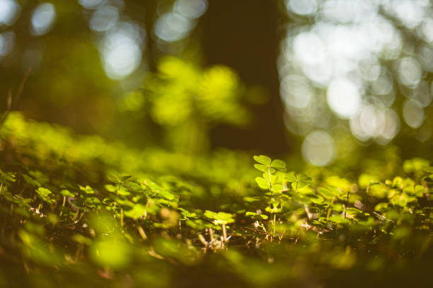 istock Clover plants in low sun on forest floor.. 1553811640