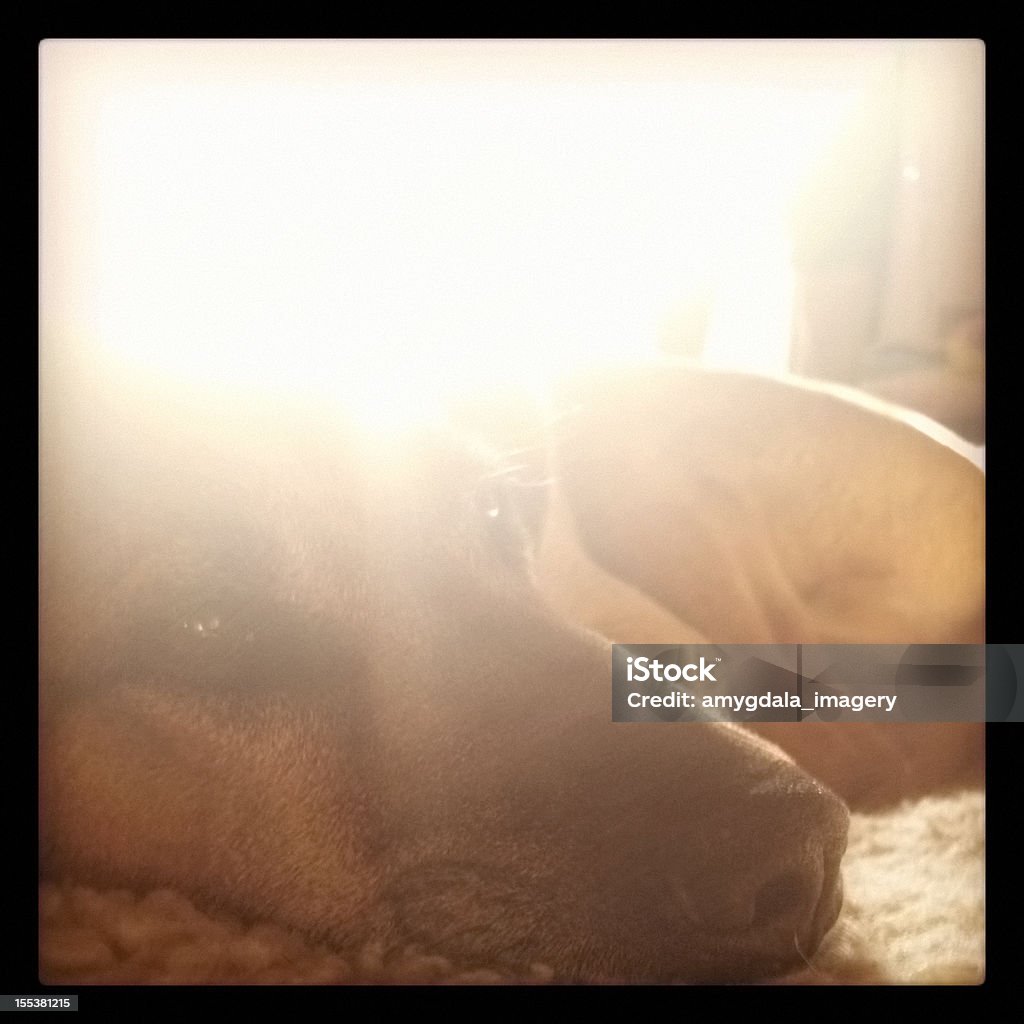 Sol de Cachorro - Foto de stock de Moldura Preta royalty-free