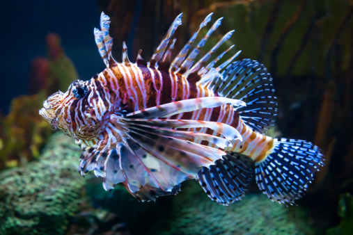 Lionfish swimming alongside a coral reef.