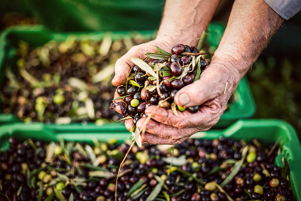 campesino manos en aceitunas de recolección - olive olive tree italy italian culture fotografías e imágenes de stock