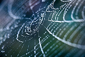 Extreme Closeup Spiderweb With Dew
