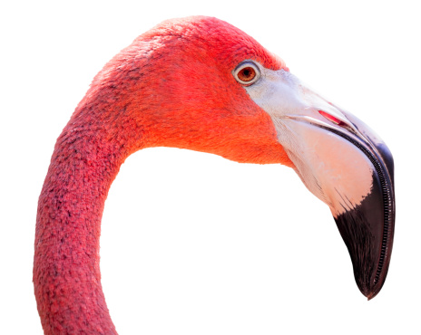 Portrait of a flamingo's head isolated on white.