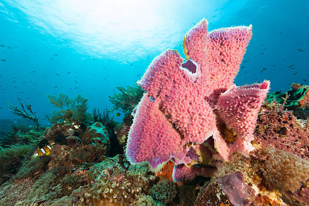 Pink Sponge Beauty in Anemone Paradise, Pantar Strait, Alor, Indonesia stock photo
