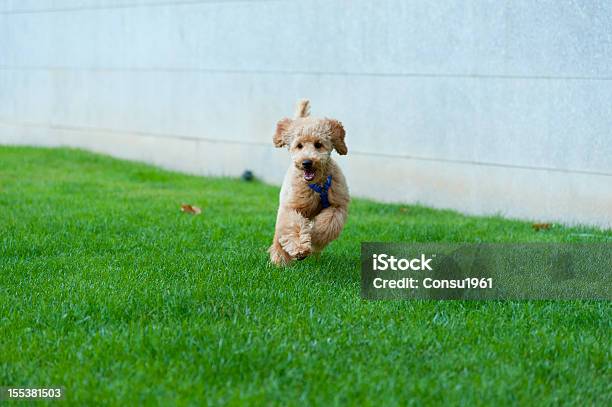 Cachorro Foto de stock y más banco de imágenes de Cachorro - Perro - Cachorro - Perro, Caniche, Aire libre