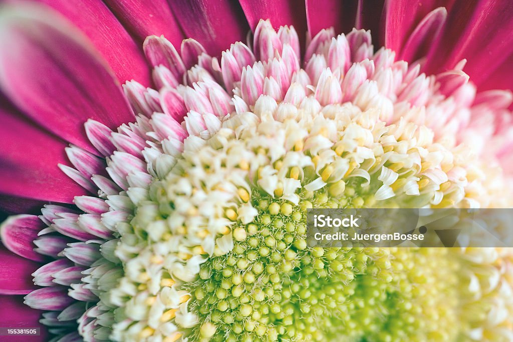 Extreme close-up eines gerbera flowerhead - Lizenzfrei Bestäubung Stock-Foto