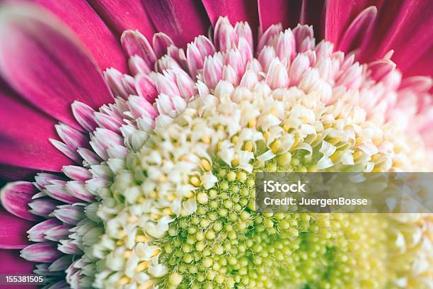 Extreme Closeup Eines Gerbera Flowerhead Stockfoto und mehr Bilder von Bestäubung - Bestäubung, Blüte, Bunt - Farbton