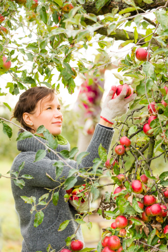 People picking organic apples in a small organic orchard during autumn harvest.
