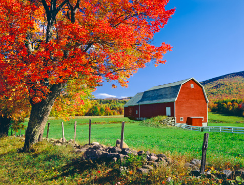 Rolling hillside country of New England with majestic sugar maple and barn, USA
