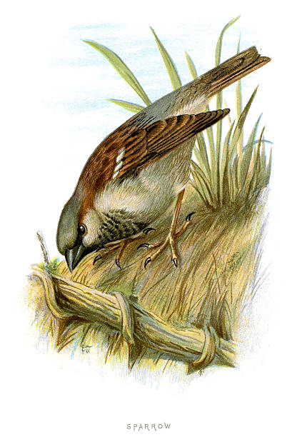stockillustraties, clipart, cartoons en iconen met sparrow - house sparrow