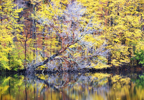 A dead tree with silvery branches amid yellow Autumn foliage overhangs the water at a hidden little lake in the Adirondacks.  Upstate New York State, 2007.