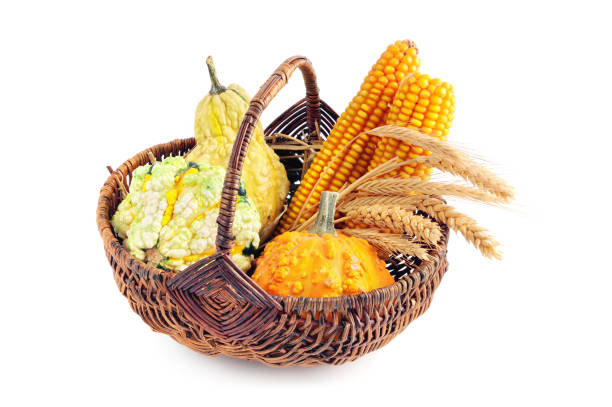 Groupe of pumpkins with cereal plant in wooden basket group of orange and green pumpkins with cereal plant and corn in a wooden basket on white  background. basket healthy eating vegetarian food studio shot stock pictures, royalty-free photos & images