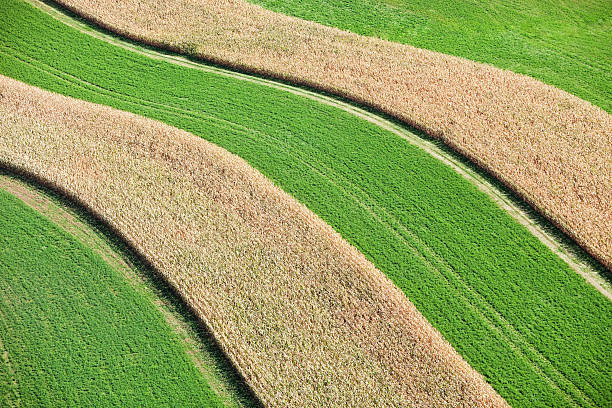 Strip cropping corn and hay on a Wisconsin farm field. Strip farming is used on hill areas to prevent soil erosion. \u2028http://www.banksphotos.com/LightboxBanners/Aerial.jpg\u2028http://www.banksphotos.com/LightboxBanners/AgFarming.jpg