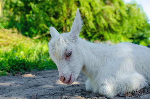 baby goat was walking along the street, lying down and resting on road