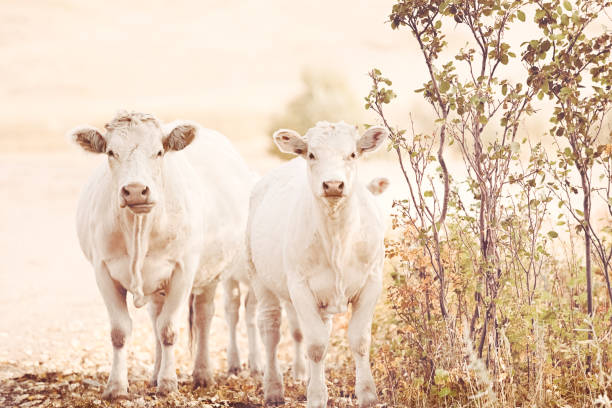Two Charolaise cattle in dreamy outdoor nature scene.