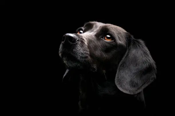 Beautiful black dog portrait