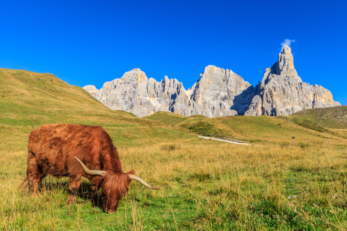 A red Highland cattle grazing at the foot of the Pale di San Martino. The Natural Park Paneveggio - Pale di San Martino is a protected area established in 1967, which includes the Trentino group of  Dolomites of the Pale di San Martino, the eastern sector of the Lagorai massif and the spruce forest of Paneveggio. Among the species found in the park there are deer, chamois, deer, marmots, squirrels, foxes and badgers. Recently in the high mountain areas was reintroduced ibex. Trentino-Alto Adige, Italy.