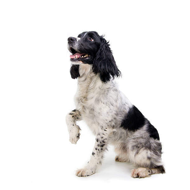 Black and white dog sitting with one paw raised English Springer Spaniel isolated on white begging animal behavior stock pictures, royalty-free photos & images