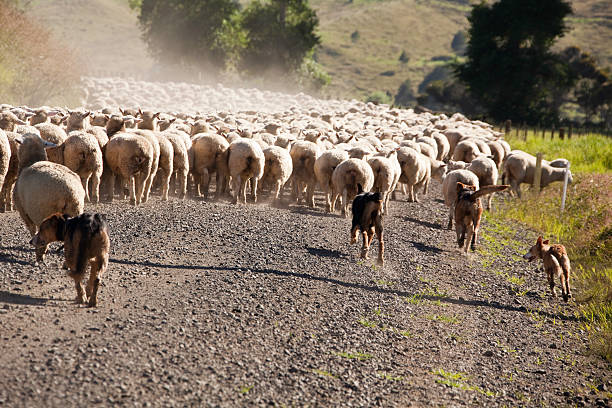 istock Working Sheep Dogs Herding in New Zealand 155382358