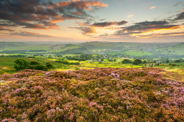 istock Curbar Edge Heather, Peak District National Park 155382362