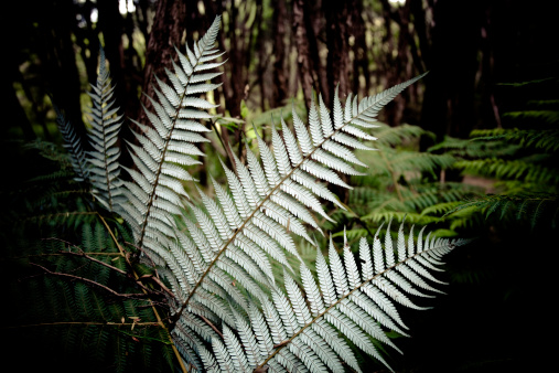 This Silver Fern found on a trail in the bush of New Zealand. Between Whangamumu and Tangatapu, North Island. New Zealand fern - Cyathea Dealbata (Ponga is the Maori name). Silver fern is widely representative of New Zealand and New Zealanders. The rugby team the All Blacks uniform has a silver fern.