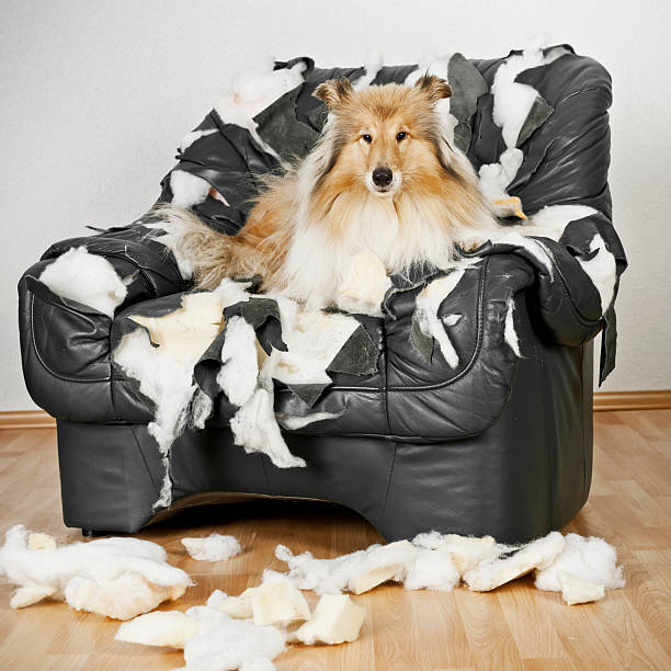istock Collie Dog is on a leather chair 155382382