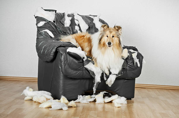 istock Collie dog lying on a ruined leather chair. 155382383