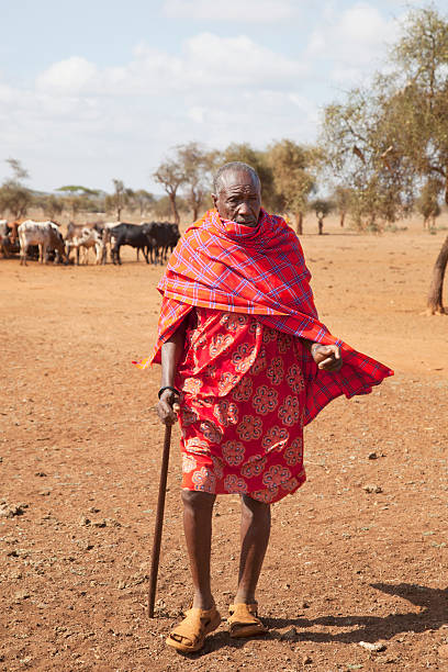 istock Old maasai headman with cattle in the background. 155382398