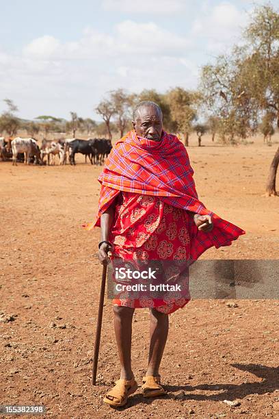 Old Maasai Headman Com Gado No Fundo - Fotografias de stock e mais imagens de Terceira idade - Terceira idade, 70 anos, Ao Ar Livre