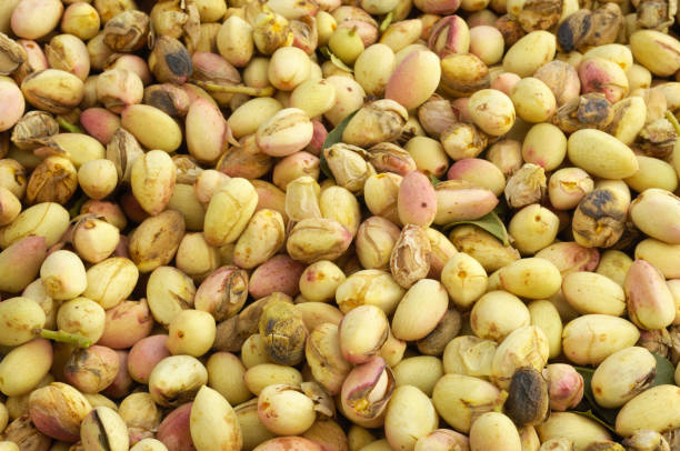 Close-up of harvested pistachio (Pistacia vera) nuts in shipping container.