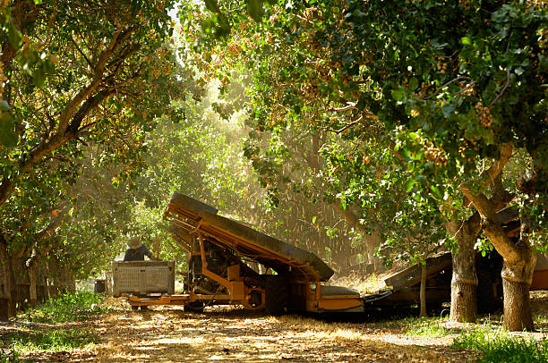 Ripe Pistachio Being Harvested With a Mechanical Shaker Ripe pistachio (Pistacia vera) nuts being harvested by being shaken off orchard trees with a mechanical shaker. Pistachio stock pictures, royalty-free photos & images