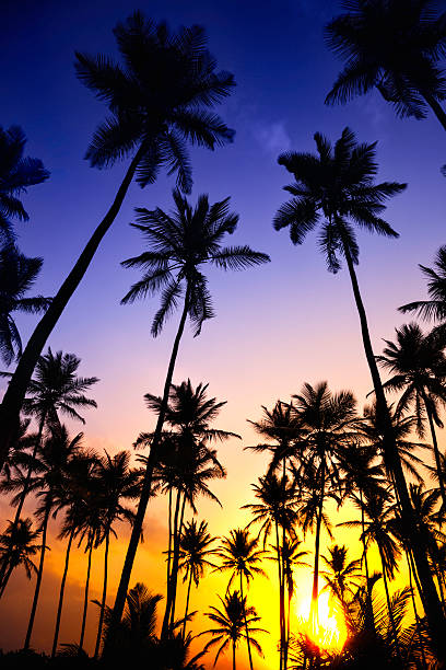 istock Tropical coconut trees at sunride or sunset 155382567