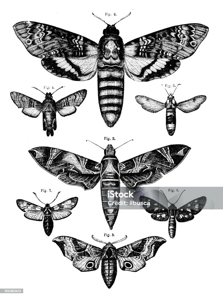 Sammlung von moths - Lizenzfrei Schwarzweiß-Bild Stock-Illustration