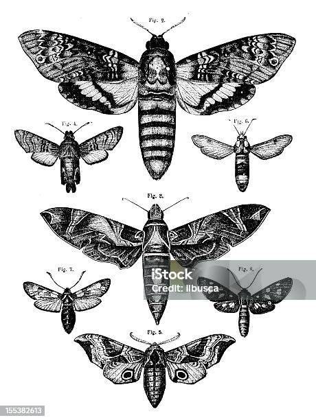 Sammlung Von Moths Stock Vektor Art und mehr Bilder von Schwarzweiß-Bild - Schwarzweiß-Bild, Schmetterling, Gravur