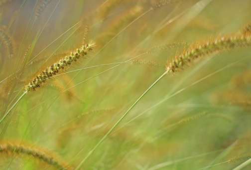 An in-camera multiple exposure photo of grain and grass stalks.