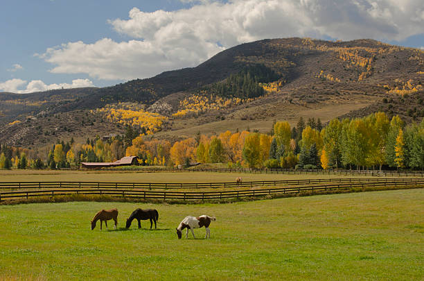 Horses graze on the green grasses of Fall in a mountain pasture.  The wooden fences and barn beyond create a tranquil feeling set amongst the colorful aspens, cottonwoods and fir trees near Vail, Colorado.